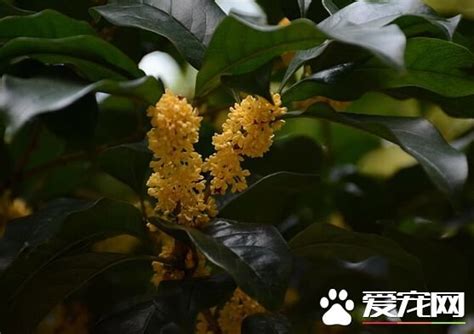 陽台可以種桂花嗎